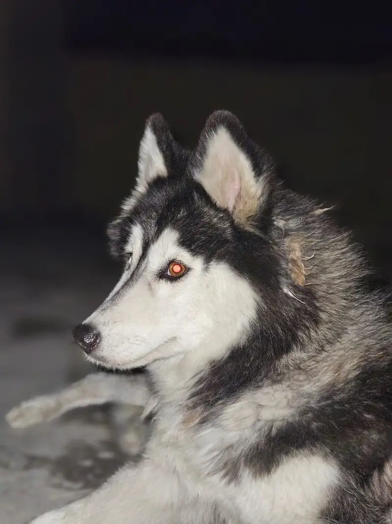 husky female dog for sale — photo 4