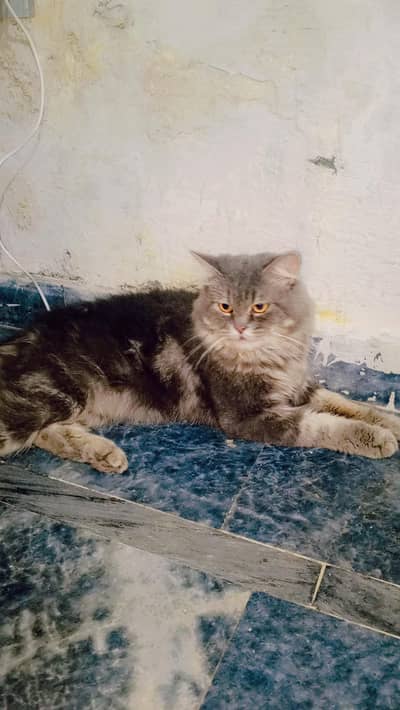 Sultan name hai is cat ka 0.3. 0.7. 3.5. 3.1. 0.2. 7