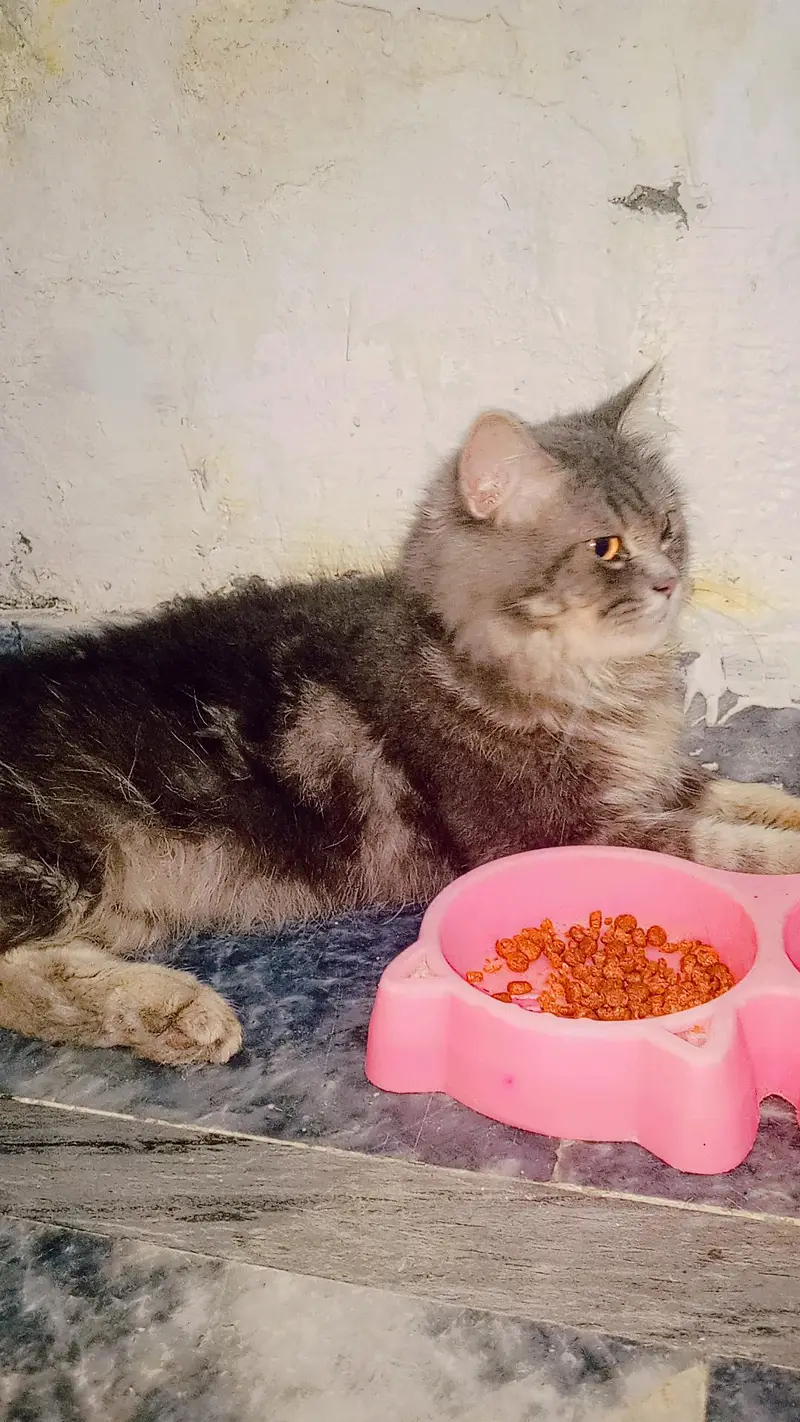 Sultan name hai is cat ka 0.3. 0.7. 3.5. 3.1. 0.2. 7 — photo 2