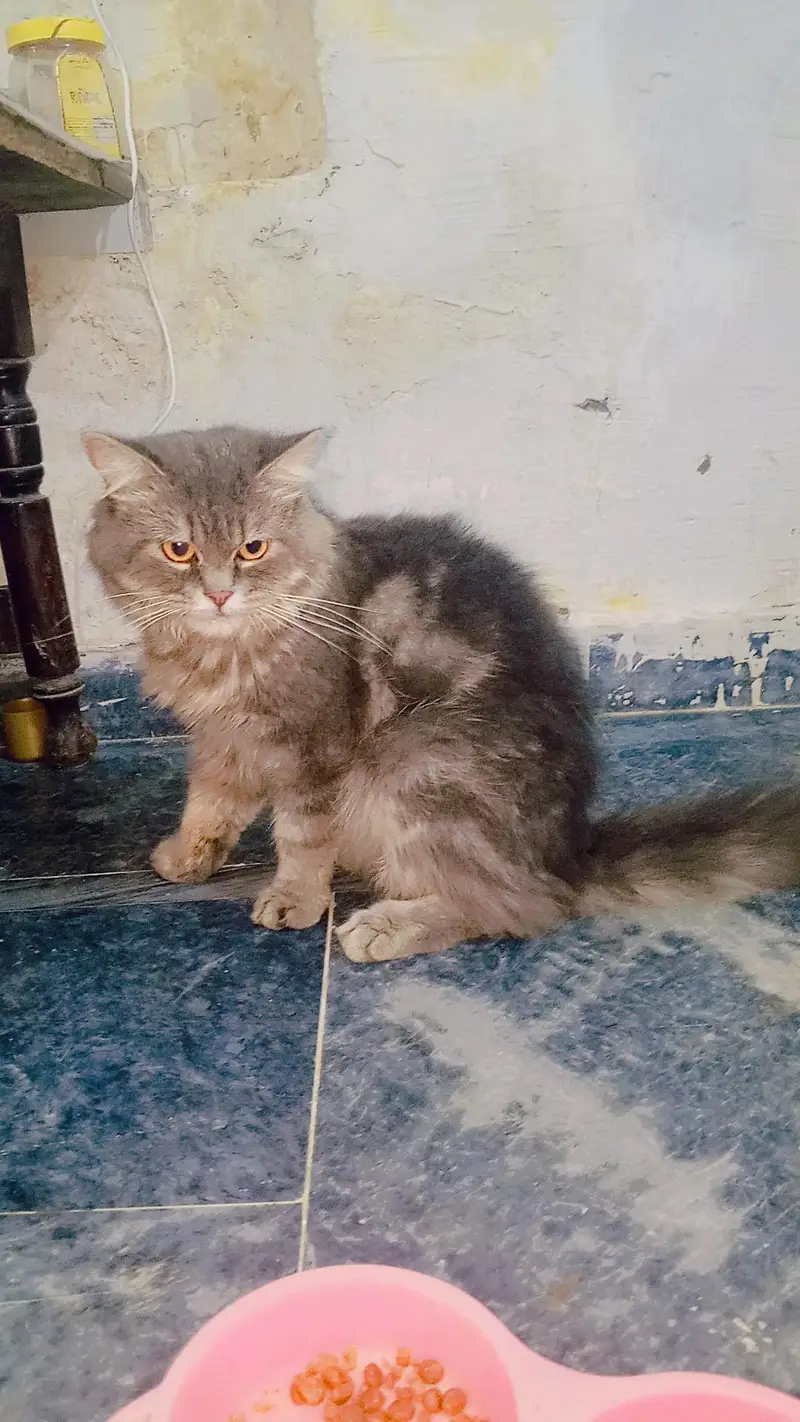 Sultan name hai is cat ka 0.3. 0.7. 3.5. 3.1. 0.2. 7 — photo 3