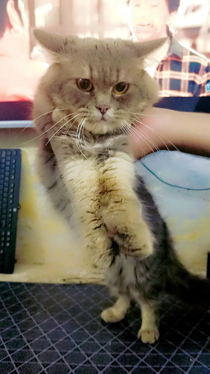 Sultan name hai is cat ka 0.3. 0.7. 3.5. 3.1. 0.2. 7 — photo 4