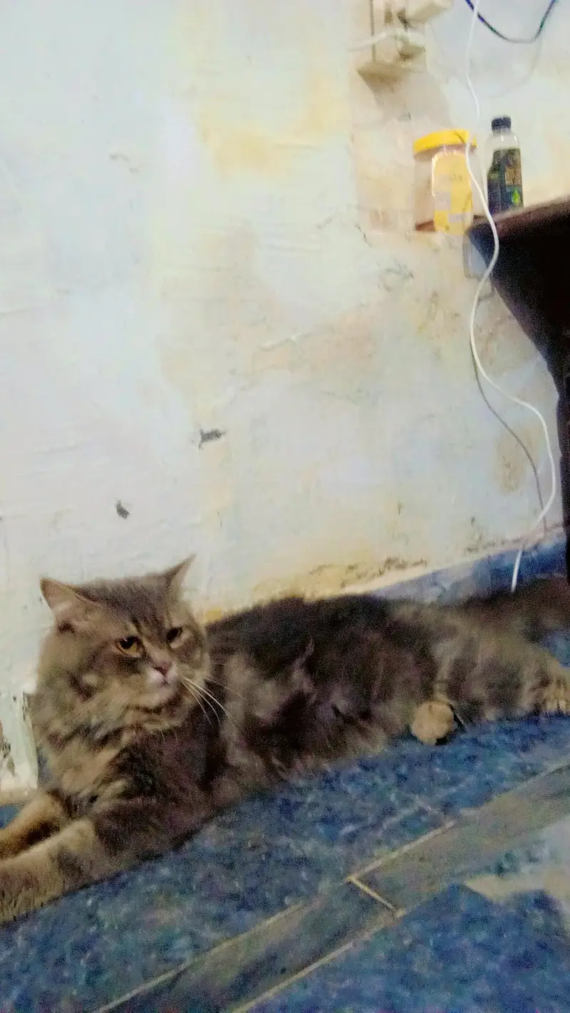 Sultan name hai is cat ka 0.3. 0.7. 3.5. 3.1. 0.2. 7 — photo 5