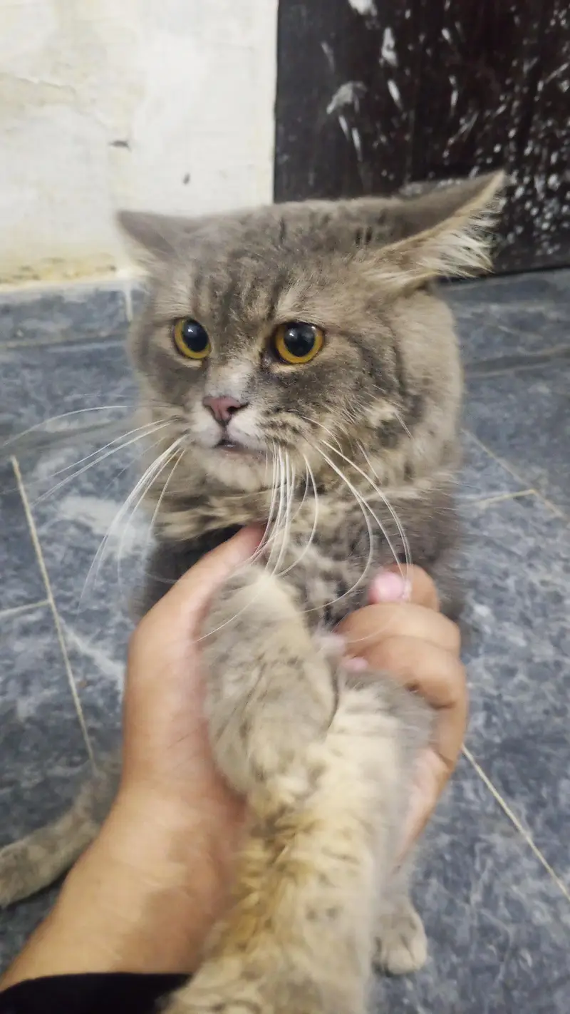 Sultan name hai is cat ka 0.3. 0.7. 3.5. 3.1. 0.2. 7 — photo 6