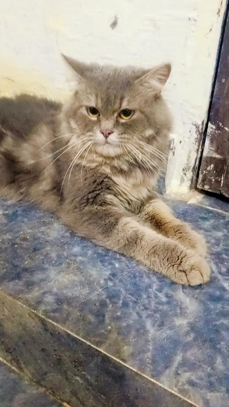 Sultan name hai is cat ka 0.3. 0.7. 3.5. 3.1. 0.2. 7 — photo 7