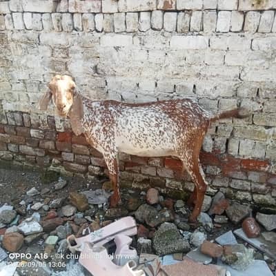 makhi cheni bakri