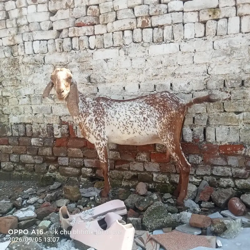 makhi cheni bakri — photo 2