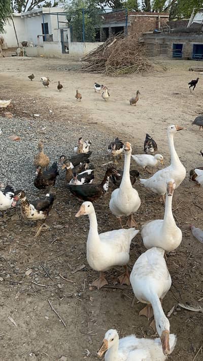 Ducks for sale