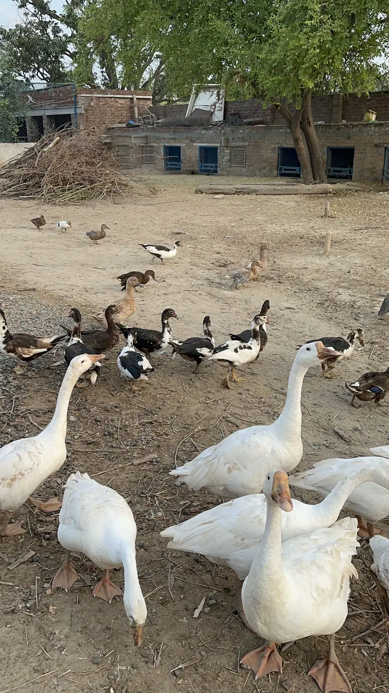 Ducks for sale — photo 2