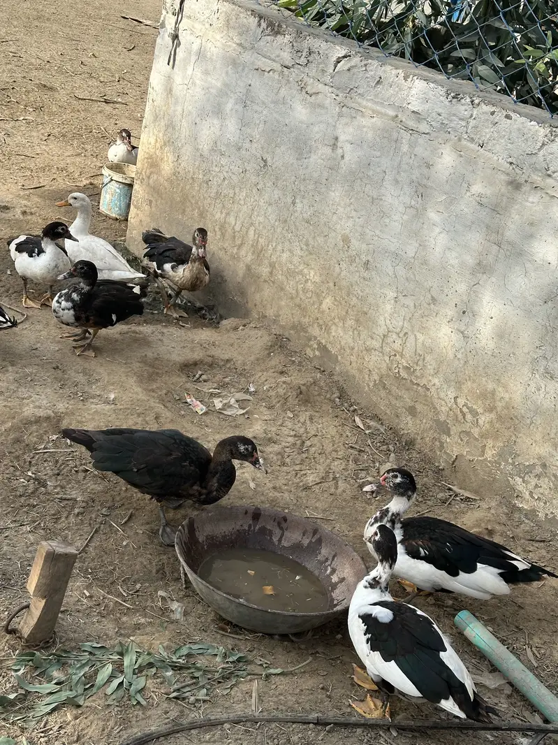 Ducks for sale — photo 3