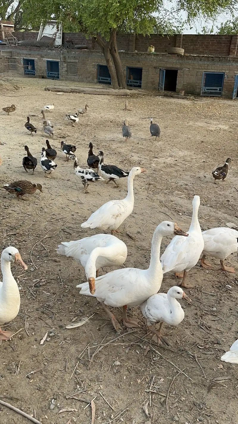 Ducks for sale — photo 4