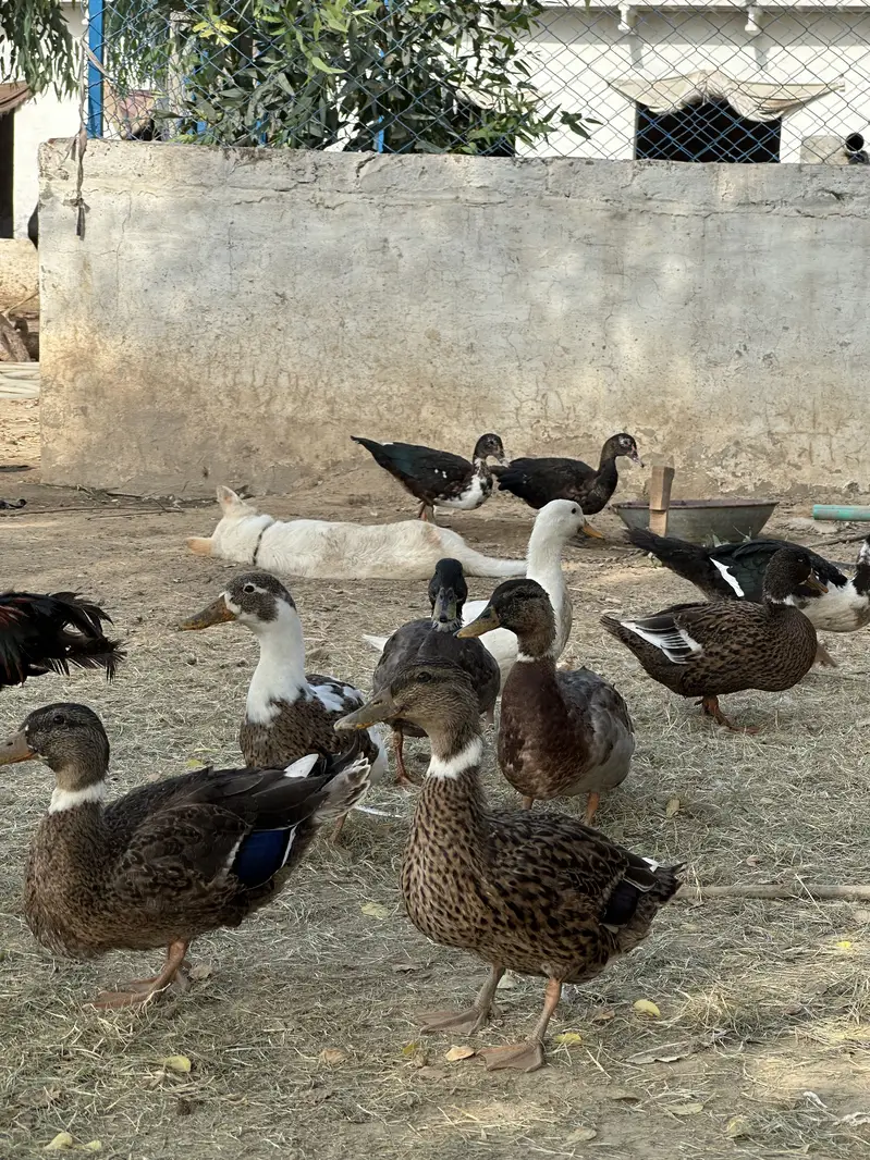 Ducks for sale — photo 5