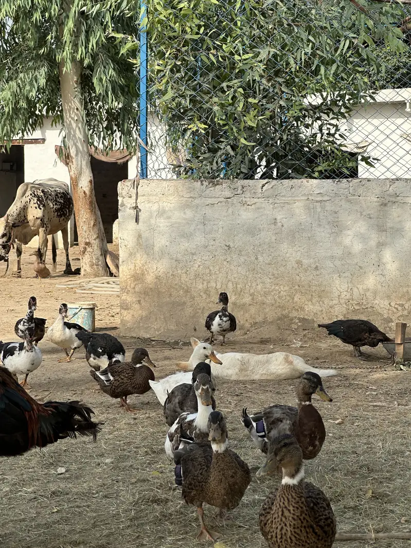 Ducks for sale — photo 6