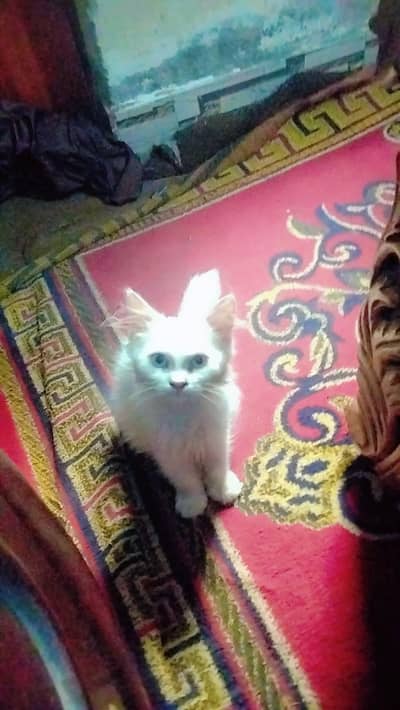 Persian cat triple coated blue eyes for sale