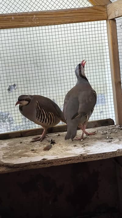 Breeding Chakor Pair with cage
