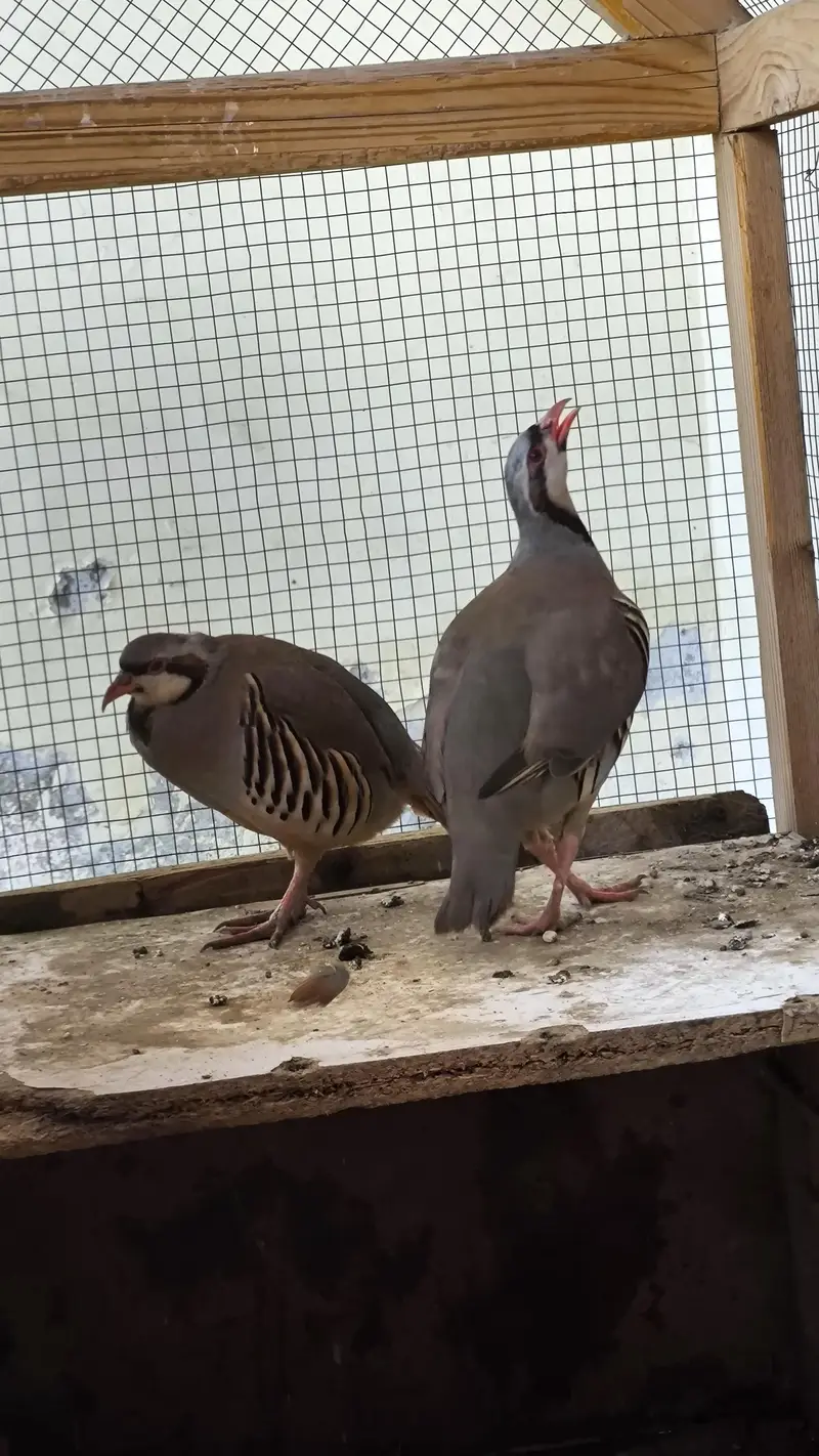 Breeding Chakor Pair with cage