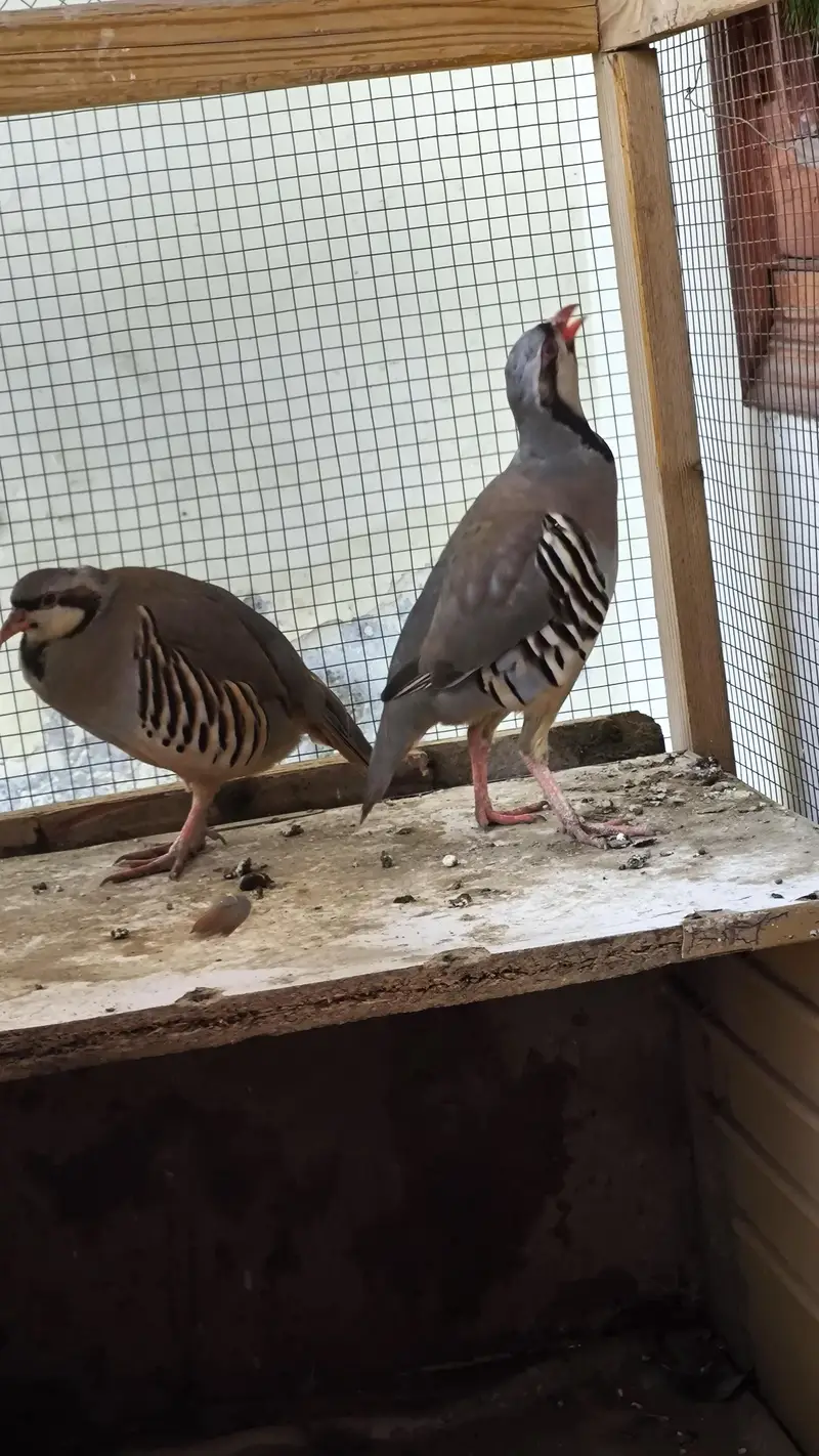 Breeding Chakor Pair with cage — photo 2