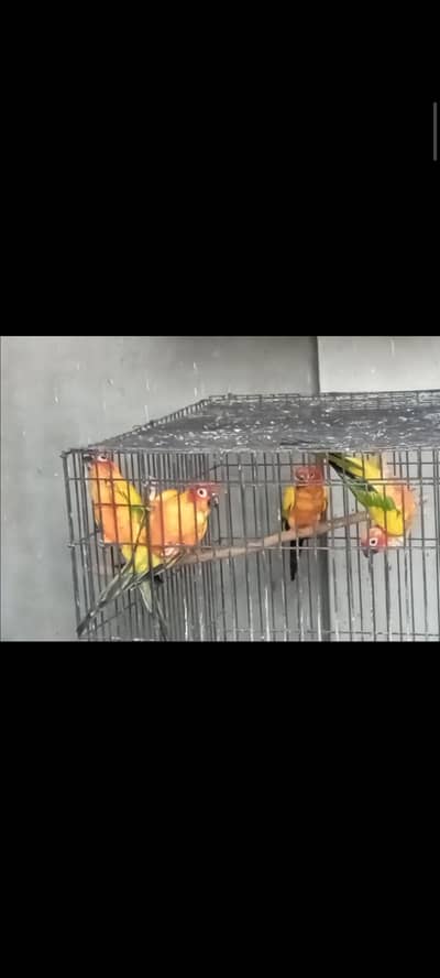 DNA Tested Sunconure Conure Red Factor