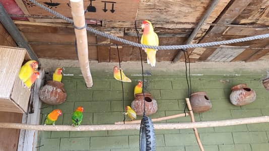 Lovebirds for sale