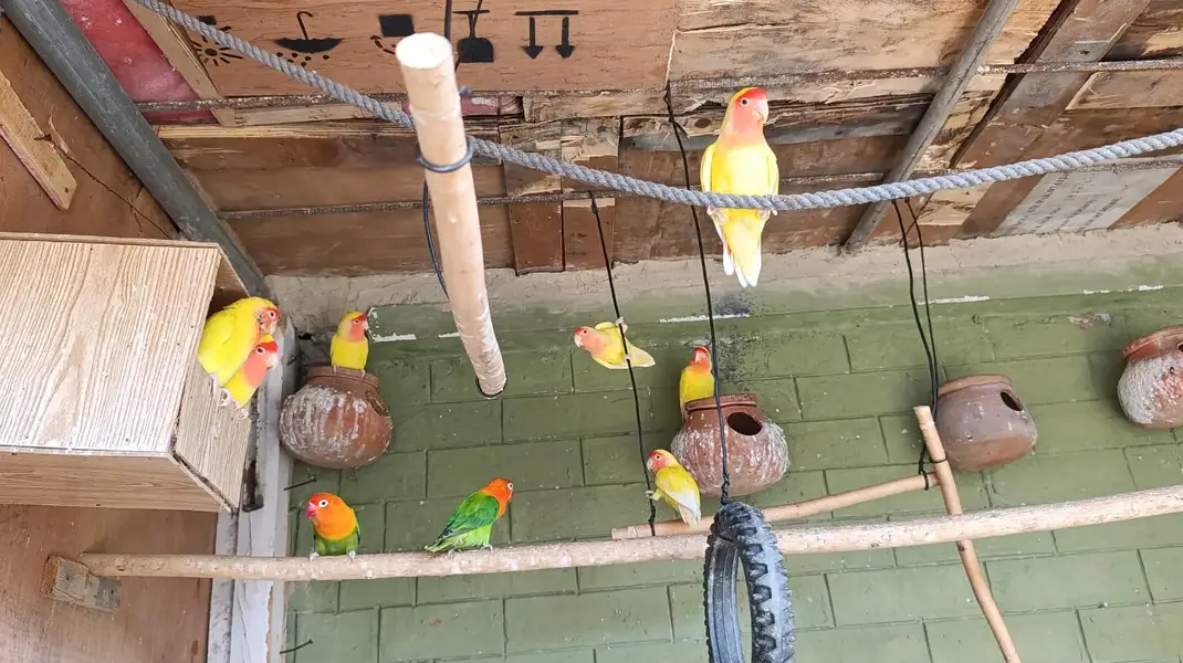 Lovebirds for sale — photo 2