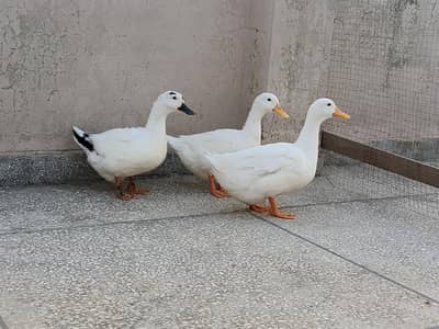 Ducks