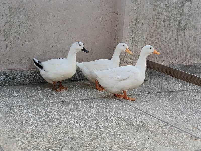 Ducks 0