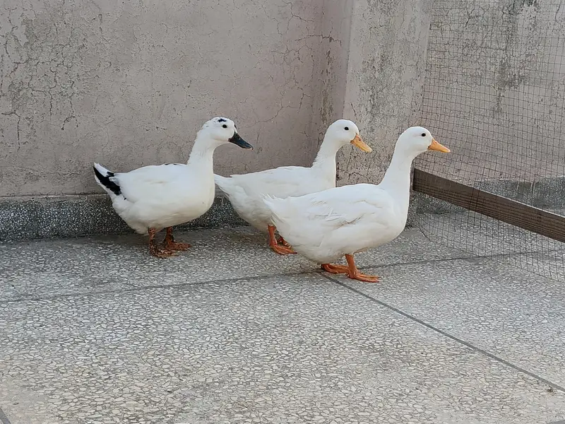 Ducks