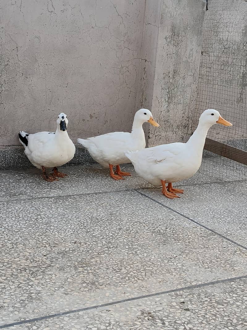 Ducks 2