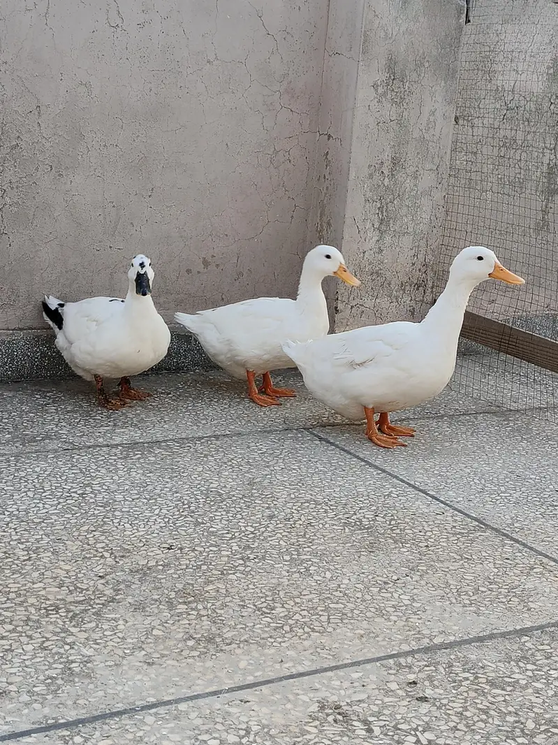 Ducks — photo 3