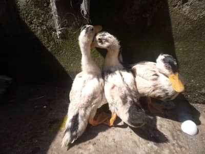 3 Ducks pair sale