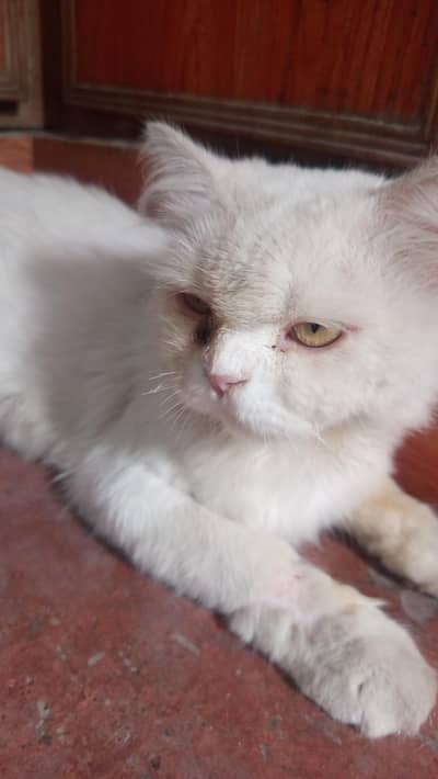 Persian cat triple coat