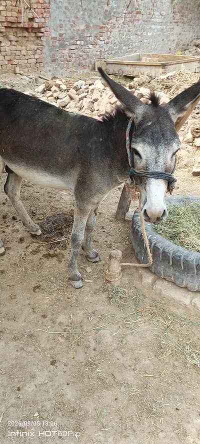Donkey