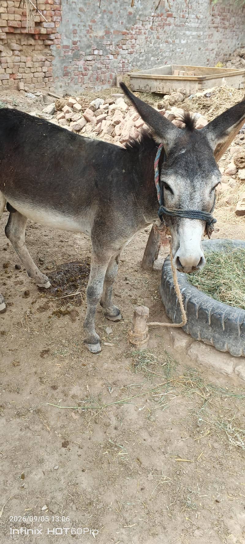 Donkey 0