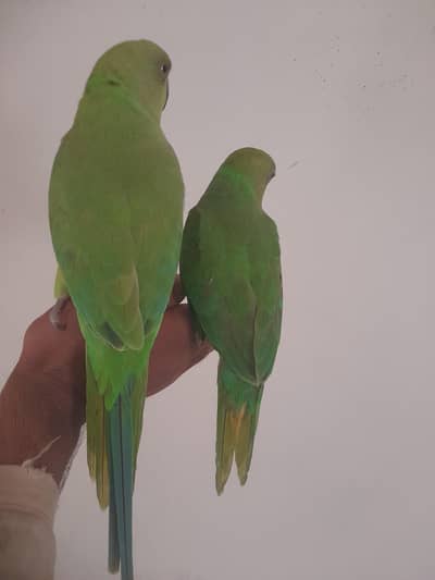 parrot 8 month hand train