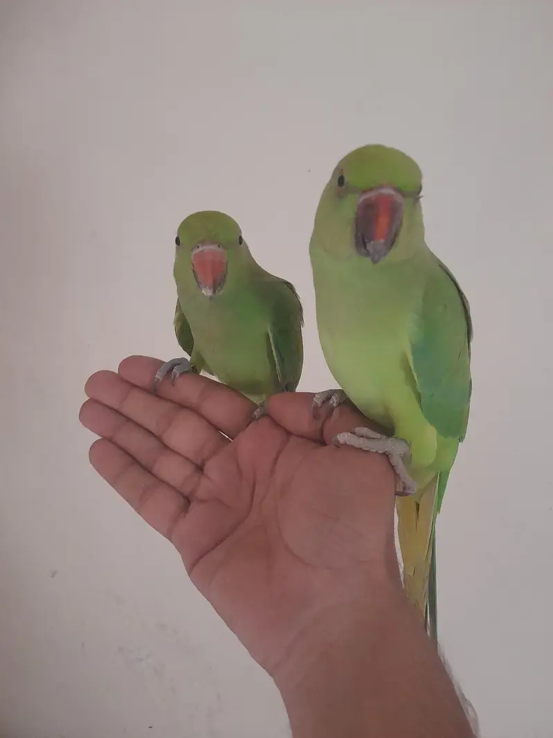 parrot 8 month hand train — photo 2