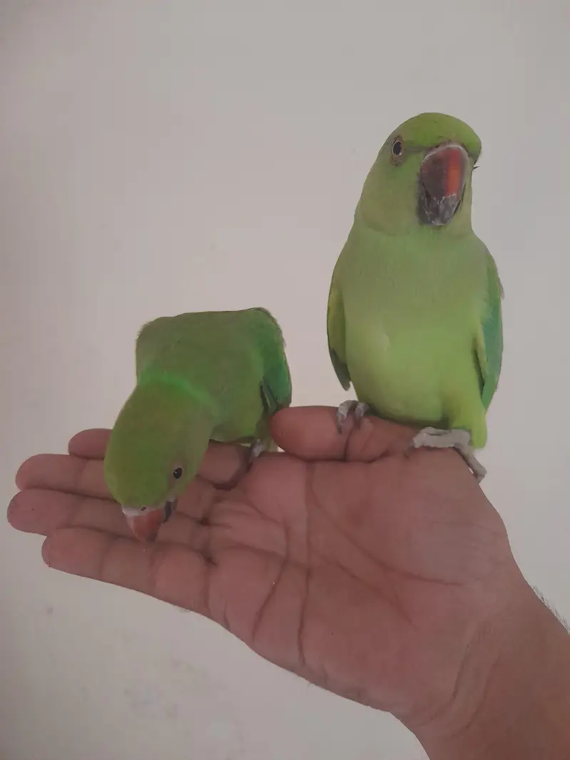 parrot 8 month hand train — photo 3