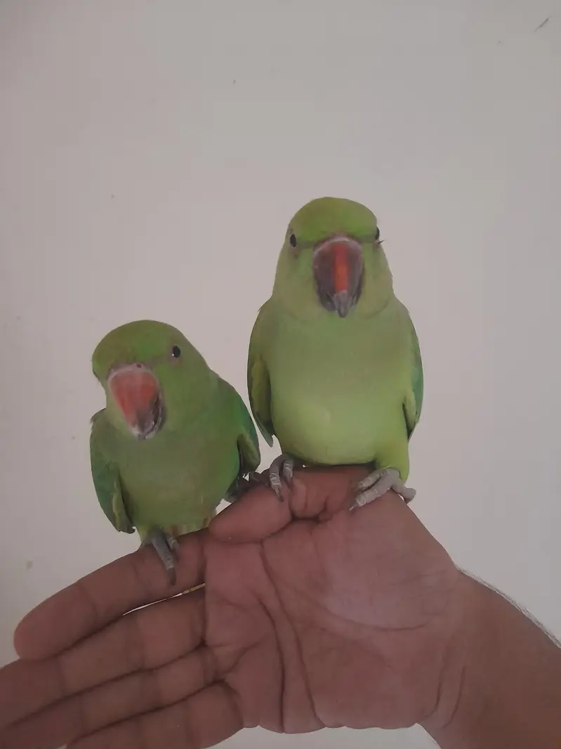 parrot 8 month hand train — photo 4