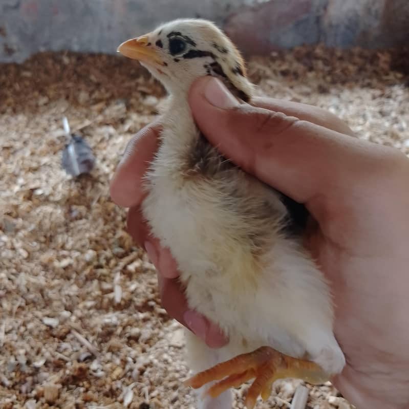 title 1