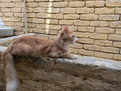 cute Persian males looking for a new home