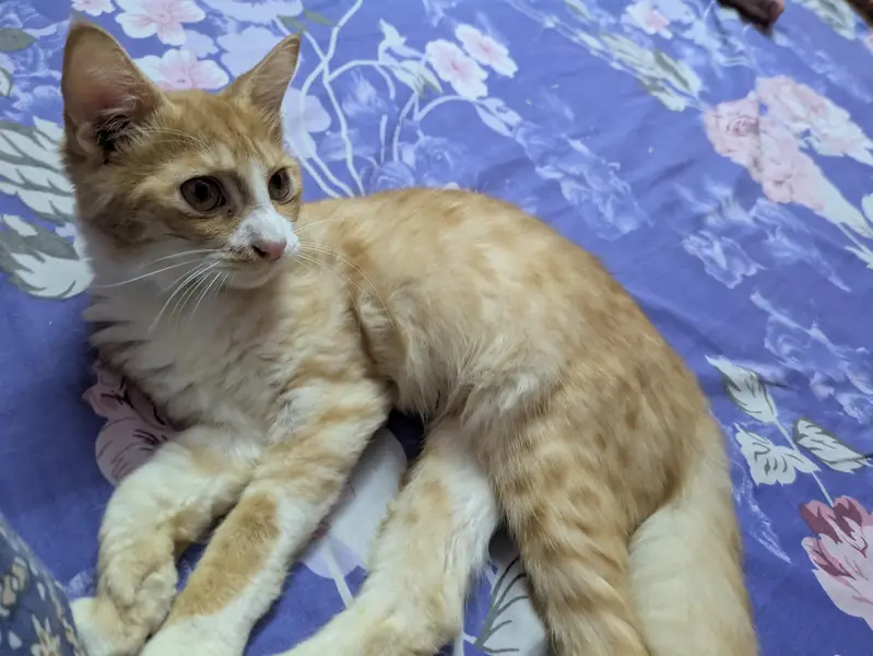 cute Persian males looking for a new home — photo 2