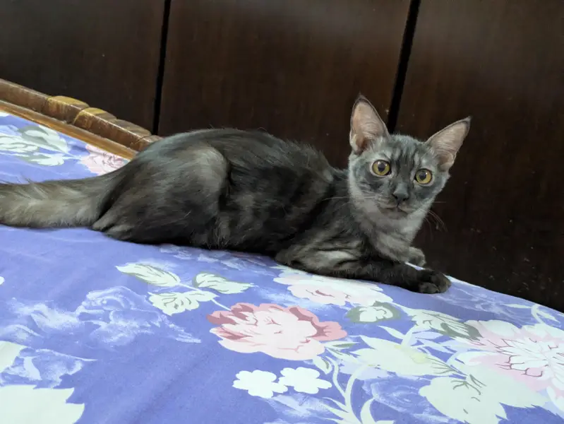 cute Persian males looking for a new home — photo 3
