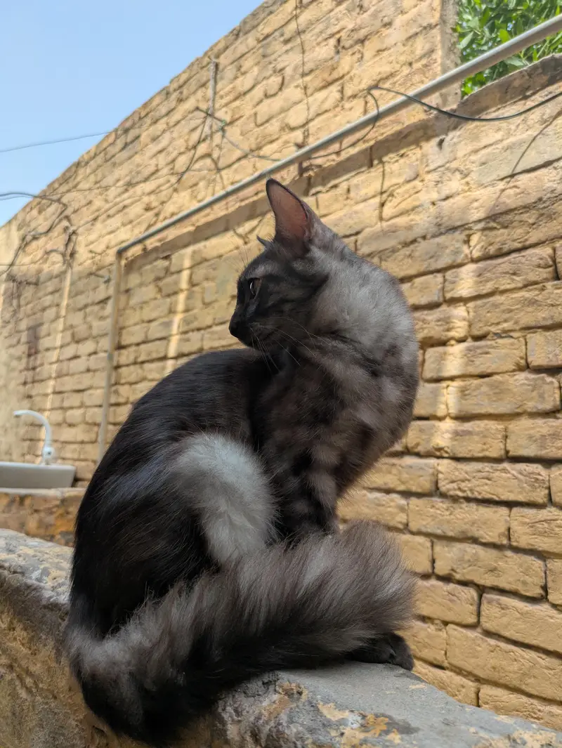 cute Persian males looking for a new home — photo 4