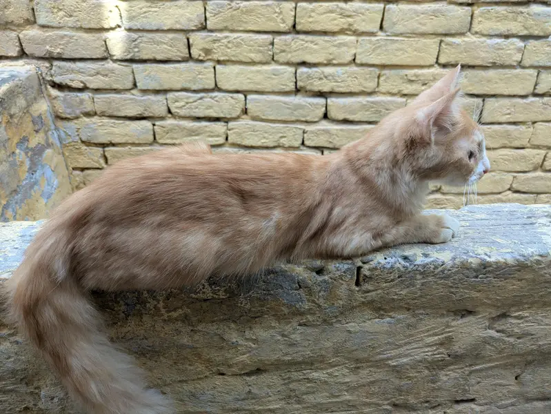 cute Persian males looking for a new home — photo 5