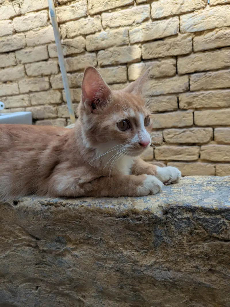 cute Persian males looking for a new home — photo 6