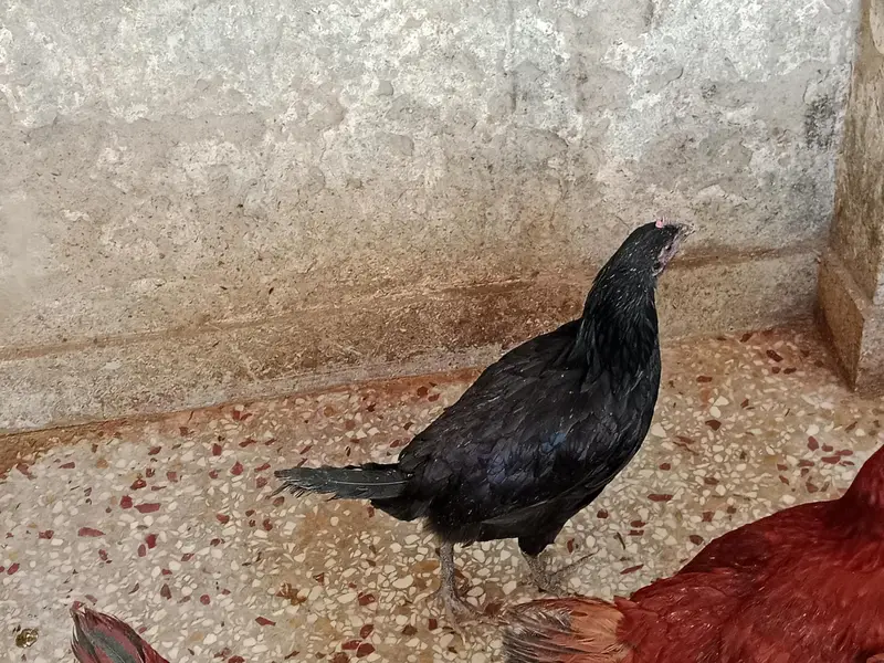 Pathy parhiyan — photo 10