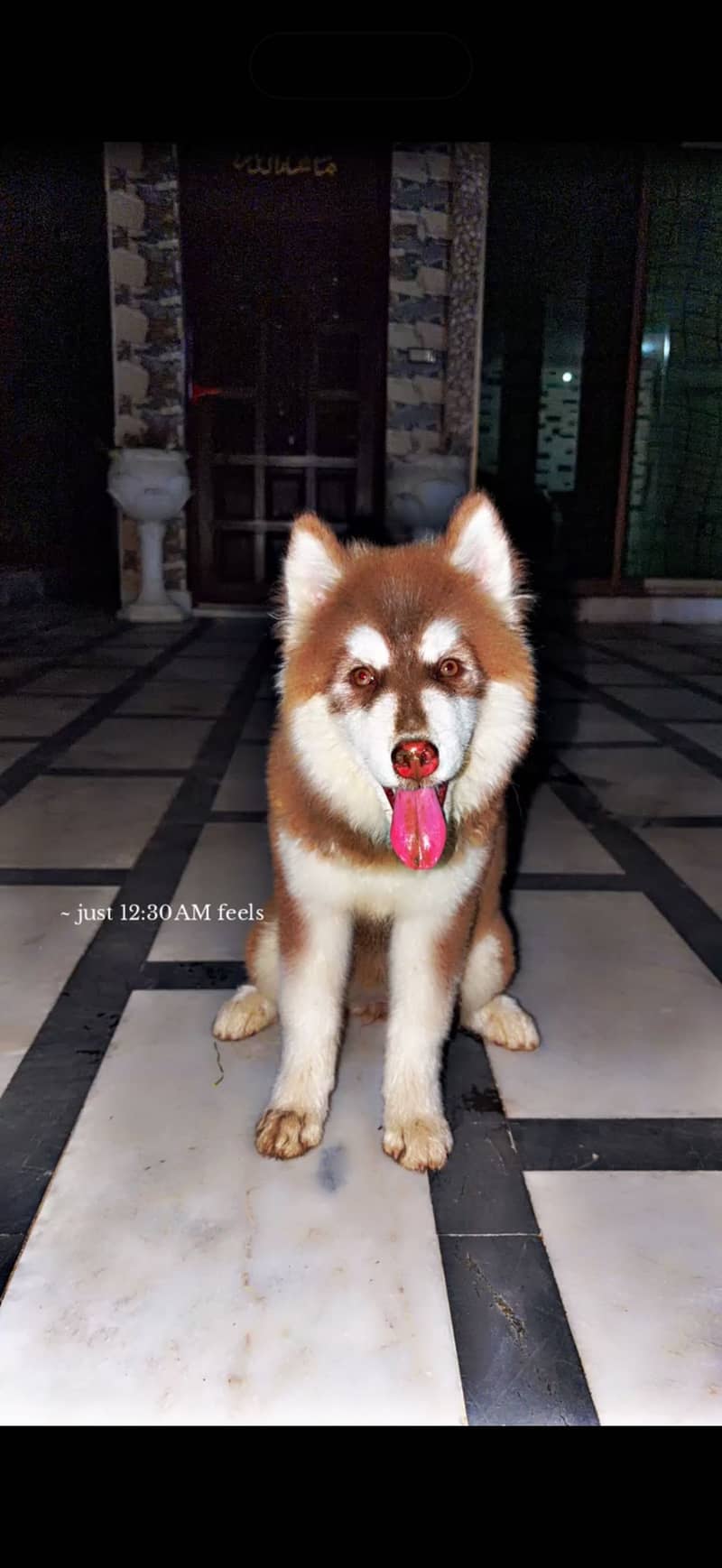 huskey brown 0