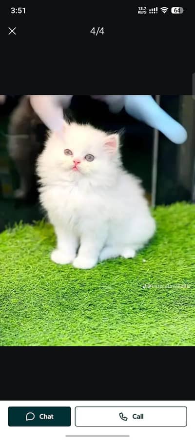 Persian cat for sale male or female my WhatsApp3447870160