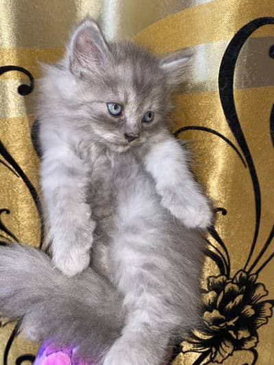Persian kitten