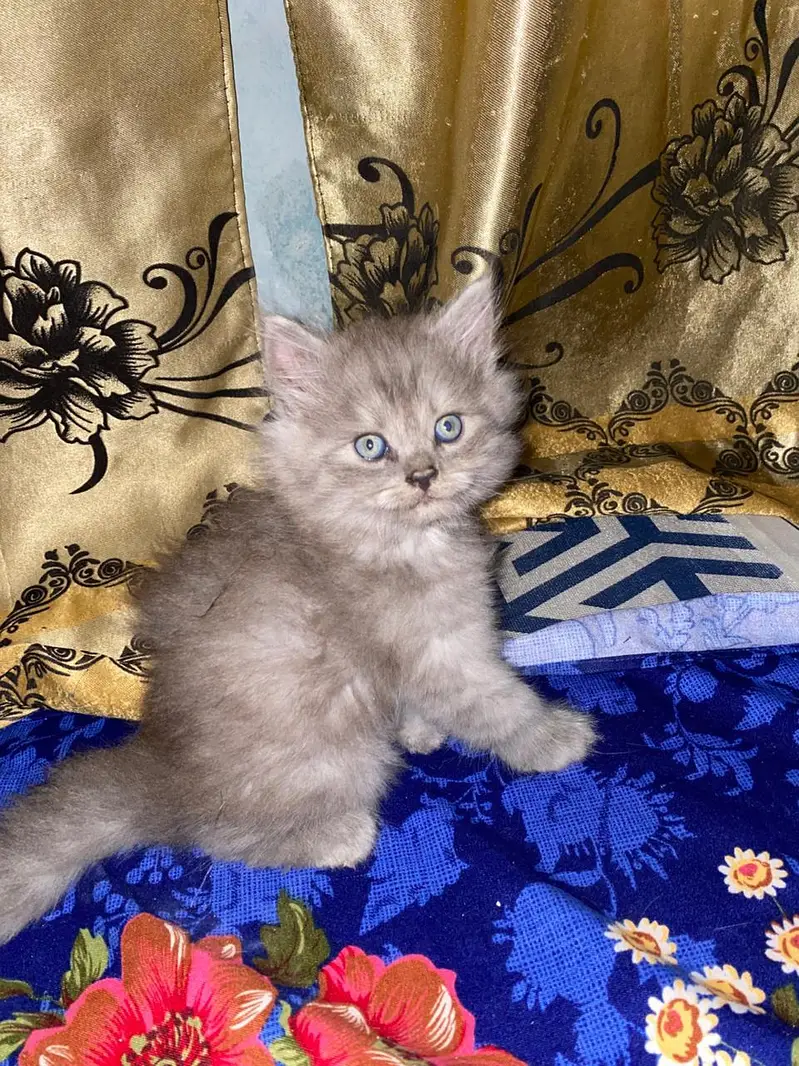 Persian kitten — photo 2