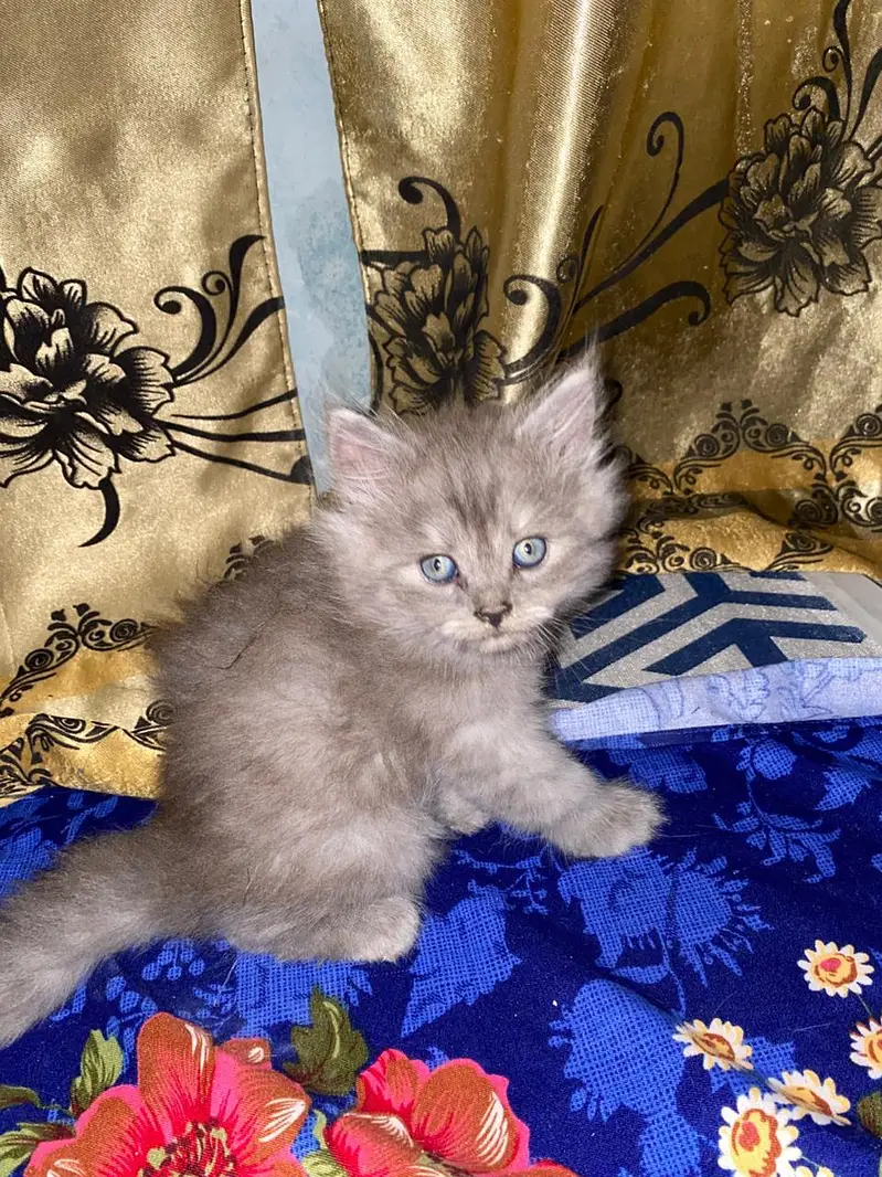 Persian kitten — photo 3