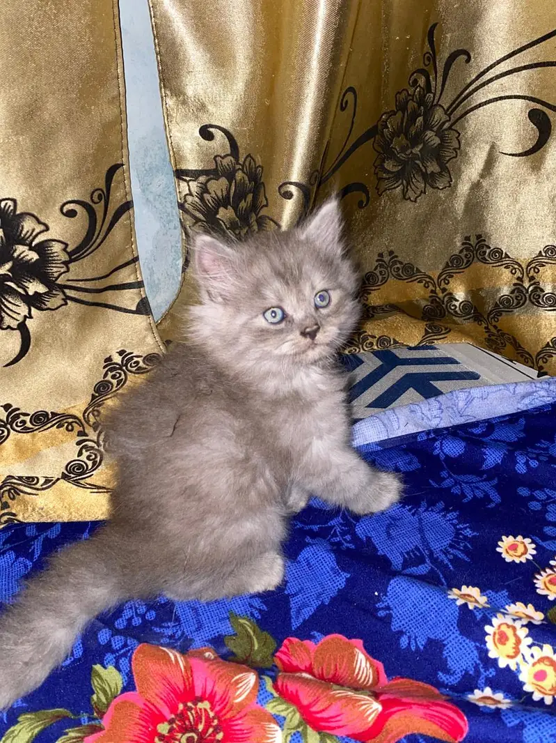 Persian kitten — photo 4